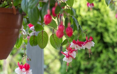 Obraz premium Fuchsia Snow Burner. Large double flowers adorned with bright red sepals and an elegantly ruffled, white corolla. Selective focus. Floral background.