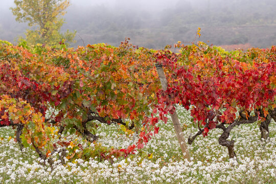 An enchanting vineyard showcases a stunning array of fall colors with vibrant reds, oranges, and yellows, contrasted against a serene, foggy landscape in the background in La Rioja Spain