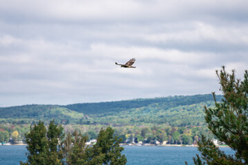Hawk Soaring over Lake