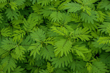Green leaves background