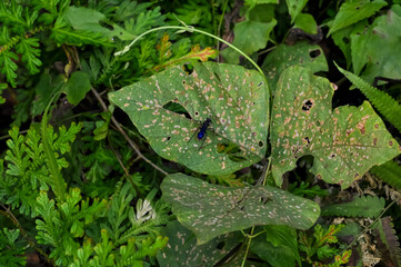 Liris sits on a green leaf