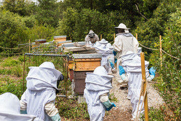 School kids in beekeeping gear heading to beehives on a field trip to learn about honey production...