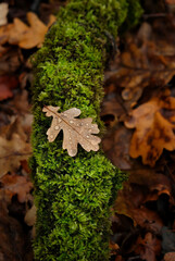 fallen oak leaf with raindrops on mossy tree trunk in autumn forest, abstract nature background close up. symbol of Autumn Season. beautiful nature image. Fall time. soft focus