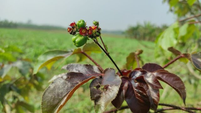 The fruit of Jatropha curcas (Also called jarak pagar, physic nut, Barbados nut, poison nut, bubble bush, castor oil plant, hedge castor oil plant) leaves. Indonesian use the latex to stop bleeding