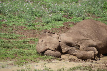 Naklejka premium Elefanten
