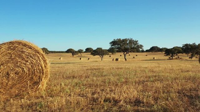 Beautiful footage of a majestic sobreiro (cork oak tree) set against the vast, rolling landscape of Alentejo, Portugal.