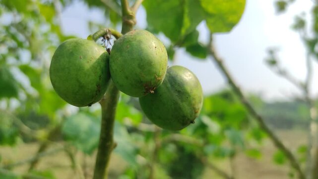 The fruit of Jatropha curcas (Also called jarak pagar, physic nut, Barbados nut, poison nut, bubble bush, castor oil plant, hedge castor oil plant) leaves. Indonesian use the latex to stop bleeding