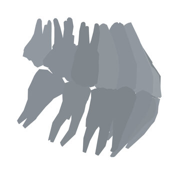 recommend clip art: Types of tooth silhouette. Various human tooth with roots, molars, premolars, canines. Vector illustration. Side view