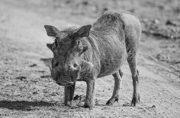 black and white warthog wild