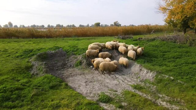 Aerial view of Herd of Hungarian Racka Sheep in Green Meadow