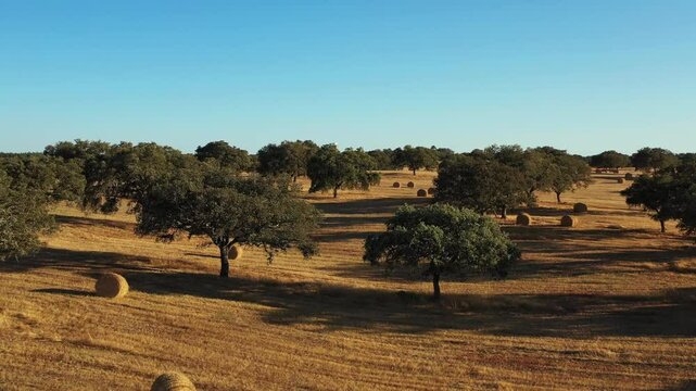 Beautiful footage of a majestic sobreiro (cork oak tree) set against the vast, rolling landscape of Alentejo, Portugal.