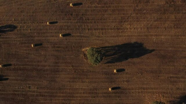 Beautiful footage of a majestic sobreiro (cork oak tree) set against the vast, rolling landscape of Alentejo, Portugal.