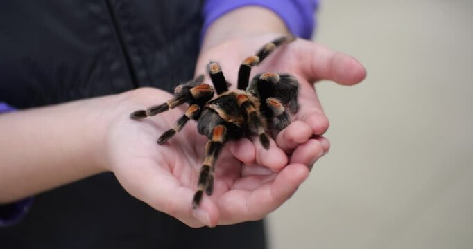 Close-up of tarantula resting on human hands, showcasing detailed textures of its hairy legs and natural behavior in controlled environment