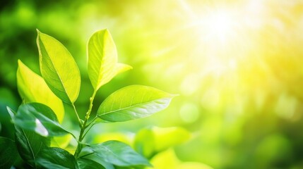 Bright green leaves illuminated by sunlight, creating a serene and vibrant atmosphere.
