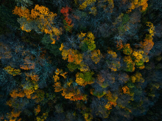 Aerial view of beautiful autumn forest landscape in the sunrise