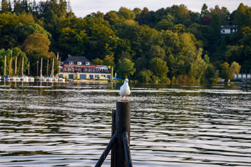 A seagull sits on a pole on the shore of a lake