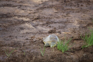 Yala Nationalpark