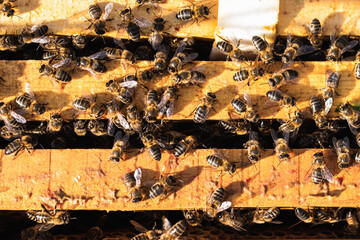 Busy honey bees creating honey in a sunny apiary on honeycomb frames