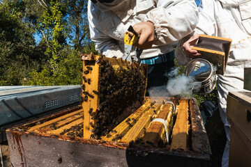Beekeepers using a smoker and hive tool to extract honeycomb frame from beehive