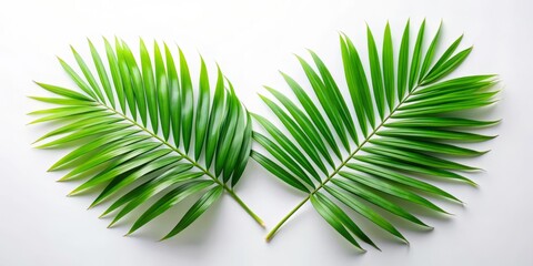 Elegant Composition of Two Green Palm Leaves Branch Isolated on White Background, Perfect for Natural, Fresh, and Tropical Themes in Product Photography