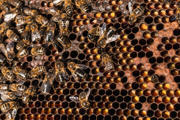 Close-up view of busy bees working on a honeycomb, creating and storing honey in a beehive