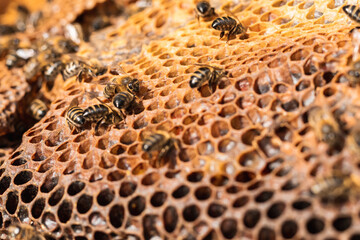 Close-up of honey bees at work creating honeycomb in an apiary