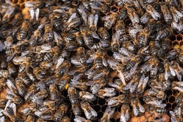European honey bees busily creating honey in an apiary