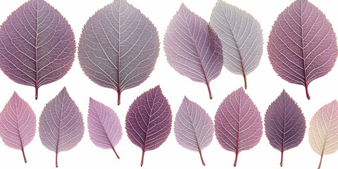 Detailed Purple Leaf Illustration: A Close-Up View of Delicate Leaf Veins Against a White Background