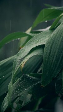 rain drops on a leaf