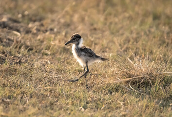 Baby lapwing walking in the savannah