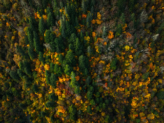 Aerial view of beautiful autumn forest landscape