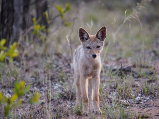 Black-backed young jackal walking in the bush