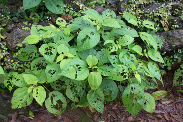 Wild Plant Leaves, Matheran Hill Station, Raigad, Maharashtra, India, Asia