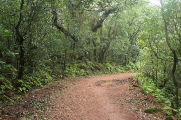 Fototapeta premium Dense Forest, Matheran Hill Station, Raigad, Maharashtra, India, Asia