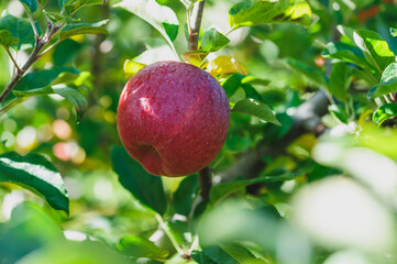 Red apples grow on tree in morning sunshine