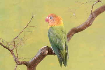 A lovebird is resting on a dry tree trunk. This bird which is used as a symbol of true love has the scientific name Agapornis fischeri.
