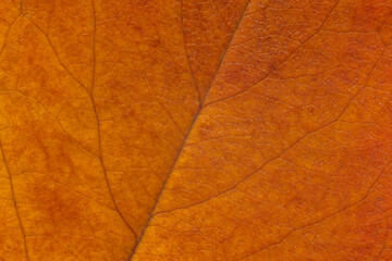 autumnal background: close up of golden color cherry tree leaf texture