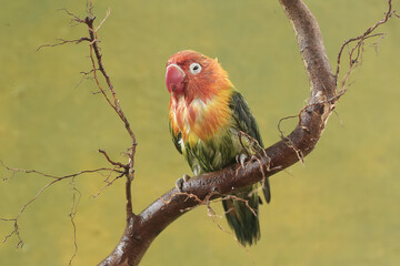 A lovebird is resting on a dry tree trunk. This bird which is used as a symbol of true love has the scientific name Agapornis fischeri.
