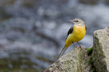 bergeronnette des ruisseaux
