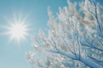 Naklejka premium Winter landscape dominated by birch trees (Betula pendula) with low angle sun backlit by frosted branches. Shallow depth of field and selective focus.