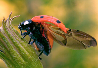 Coccinelle © Labat-Rouquette