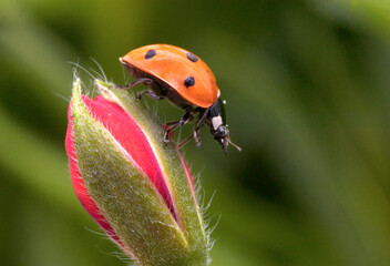 Coccinelle