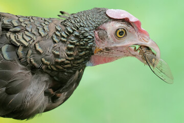 A male green Javanese junglefowl preys on a cicada. This beautifully colored bird has the scientific name Gallus varius.