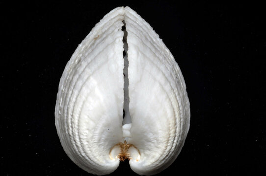 Cardium Cardissa Shell