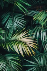 Lush green palm leaves arranged naturally in a tropical setting during daylight hours
