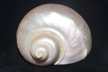 Turbo Shell
