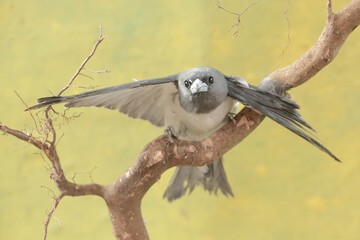 A white-breasted woodswallow forages on a dry tree trunk. This bird has the scientific name Artamus leucorynchus.