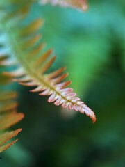 Green background of fern leaves