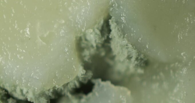 Microscopic exploration of blue cheese mold at 100x magnification, displaying its spore formations, delicate branching patterns, and organic textures in a scientific context