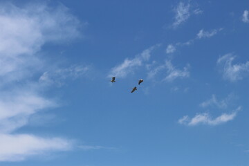 Tropcial Birds © peter_qn
